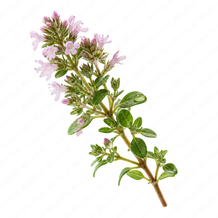شاخه گلدار گیاه دارویی آویشن بدون پس‌زمینه