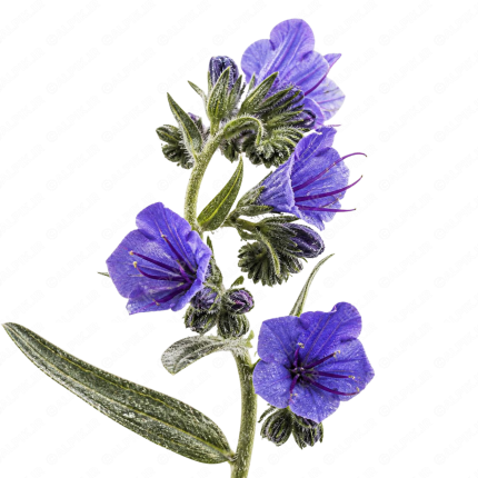 گل گاوزبان - Viper's Bugloss