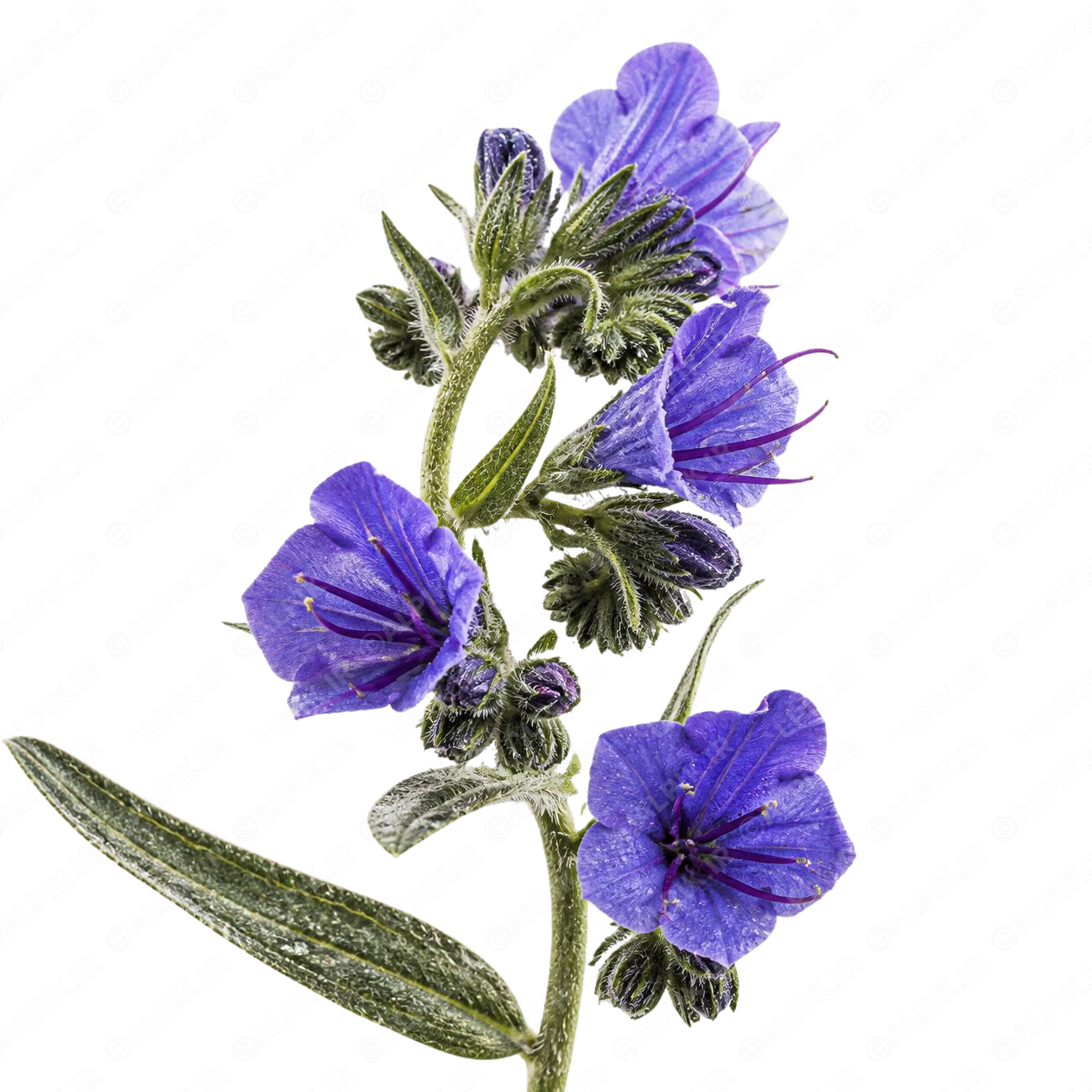 alpik-2935183.png گل گاوزبان - Viper's Bugloss