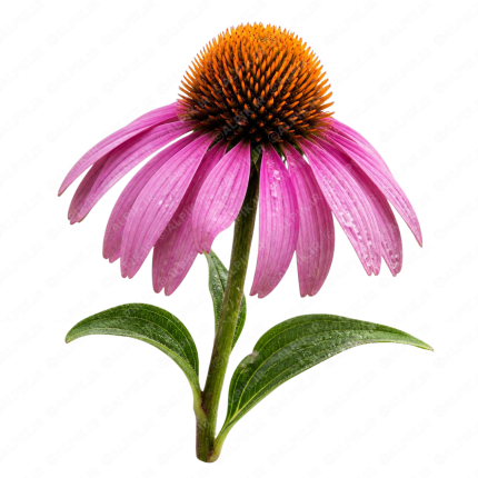 گل سرخارگل - Purple Coneflower