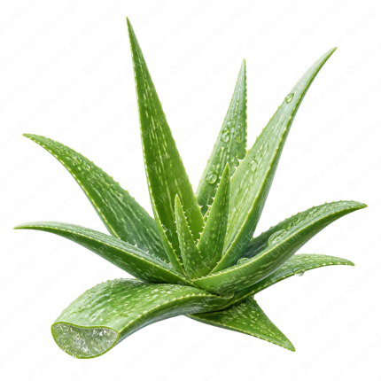 گیاه دارویی آلوئه ورا - Aloe Vera