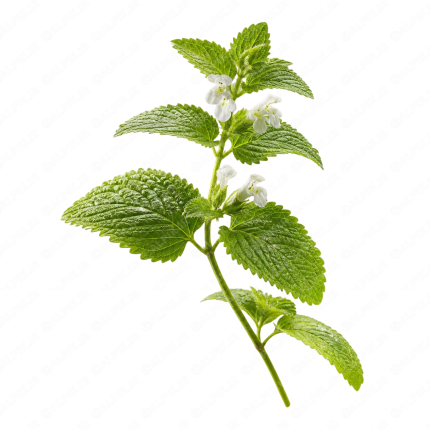 گیاه دارویی بادرنجبویه - Lemon Balm