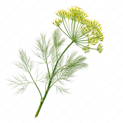 شوید - Dill