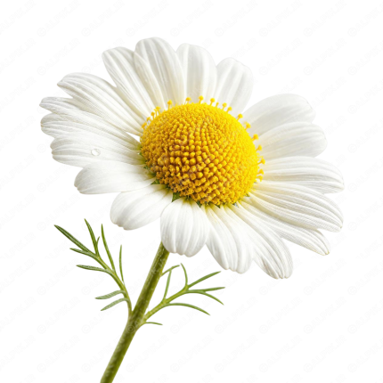 گل بابونه | Chamomile