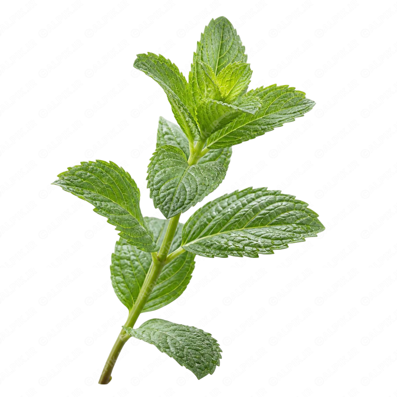 alpik-2938031.png نعناع تازه - Fresh Mint