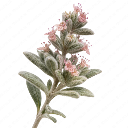 گیاه دارویی کلپوره - Felty Germander
