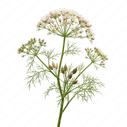 گیاه دارویی گشنیز - Coriander
