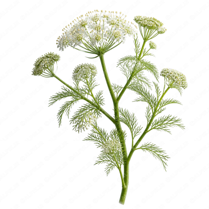 گیاه دارویی انیسون - Anise Herb