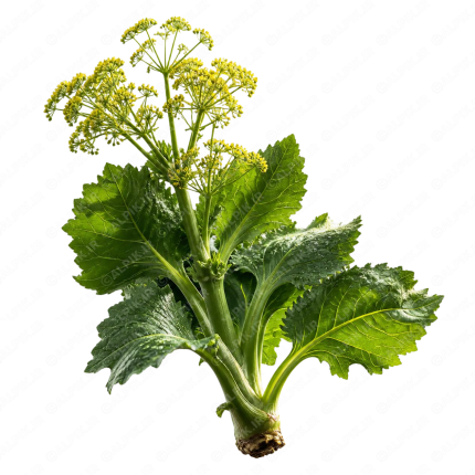 گیاه دارویی انجدان رومی - Lovage