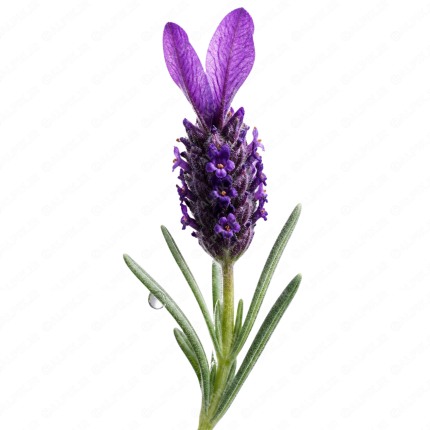 گل اسطوخودوس فرانسوی - French Lavender