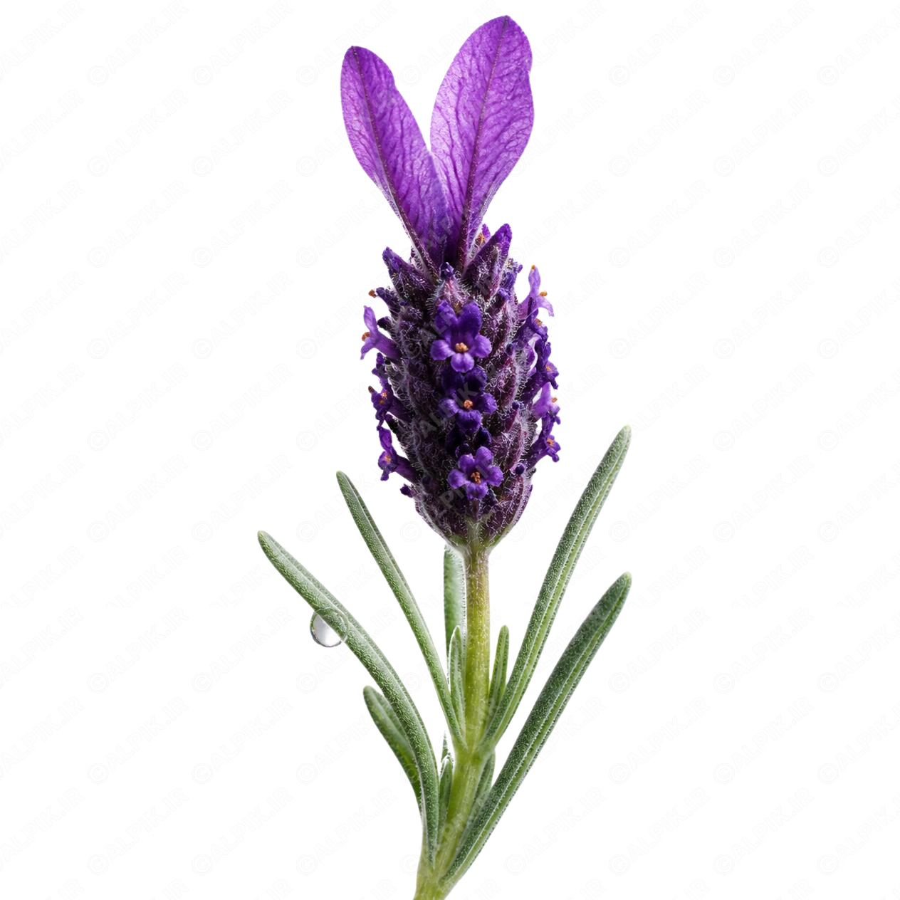 alpik-2940267.png گل اسطوخودوس فرانسوی - French Lavender