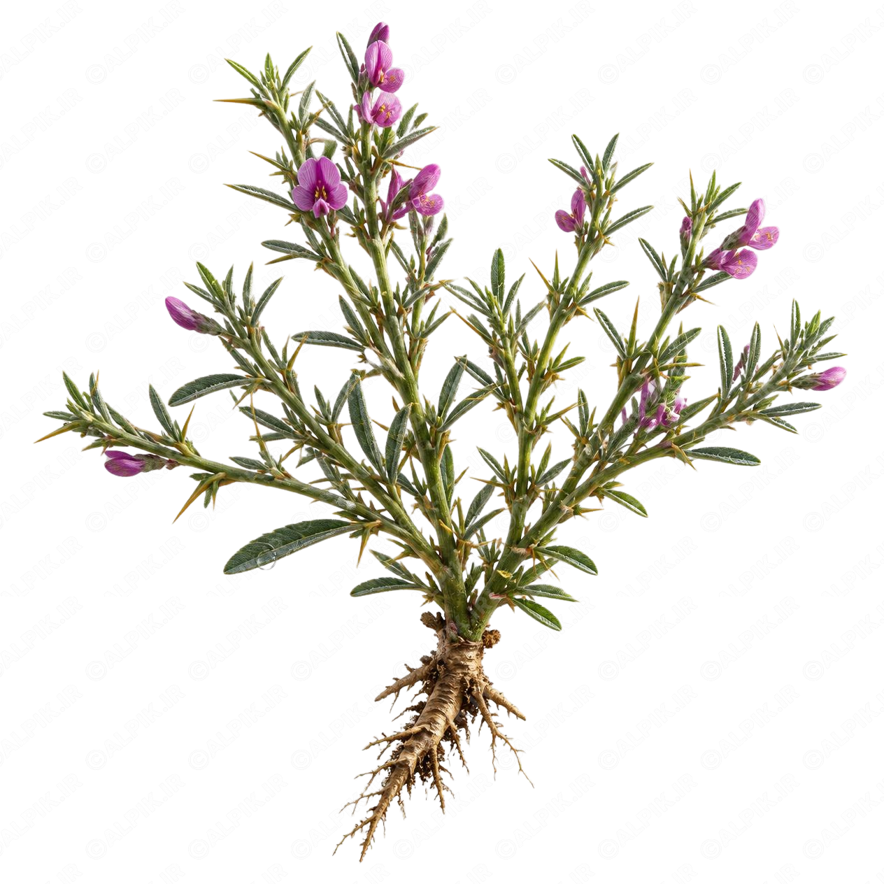 alpik-2940595.png گیاه دارویی خارخر - Spiny Restharrow