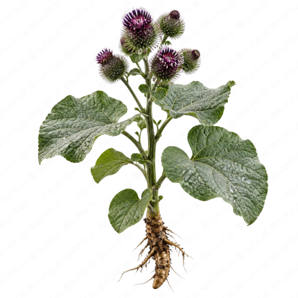 گیاه باباآدم - Burdock