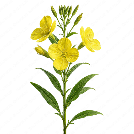 گل مغربی - Evening Primrose
