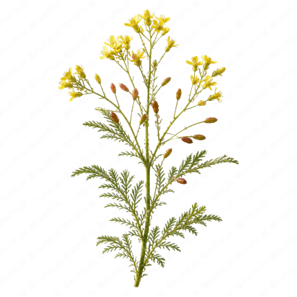 گیاه دارویی خاکشیر - Flixweed