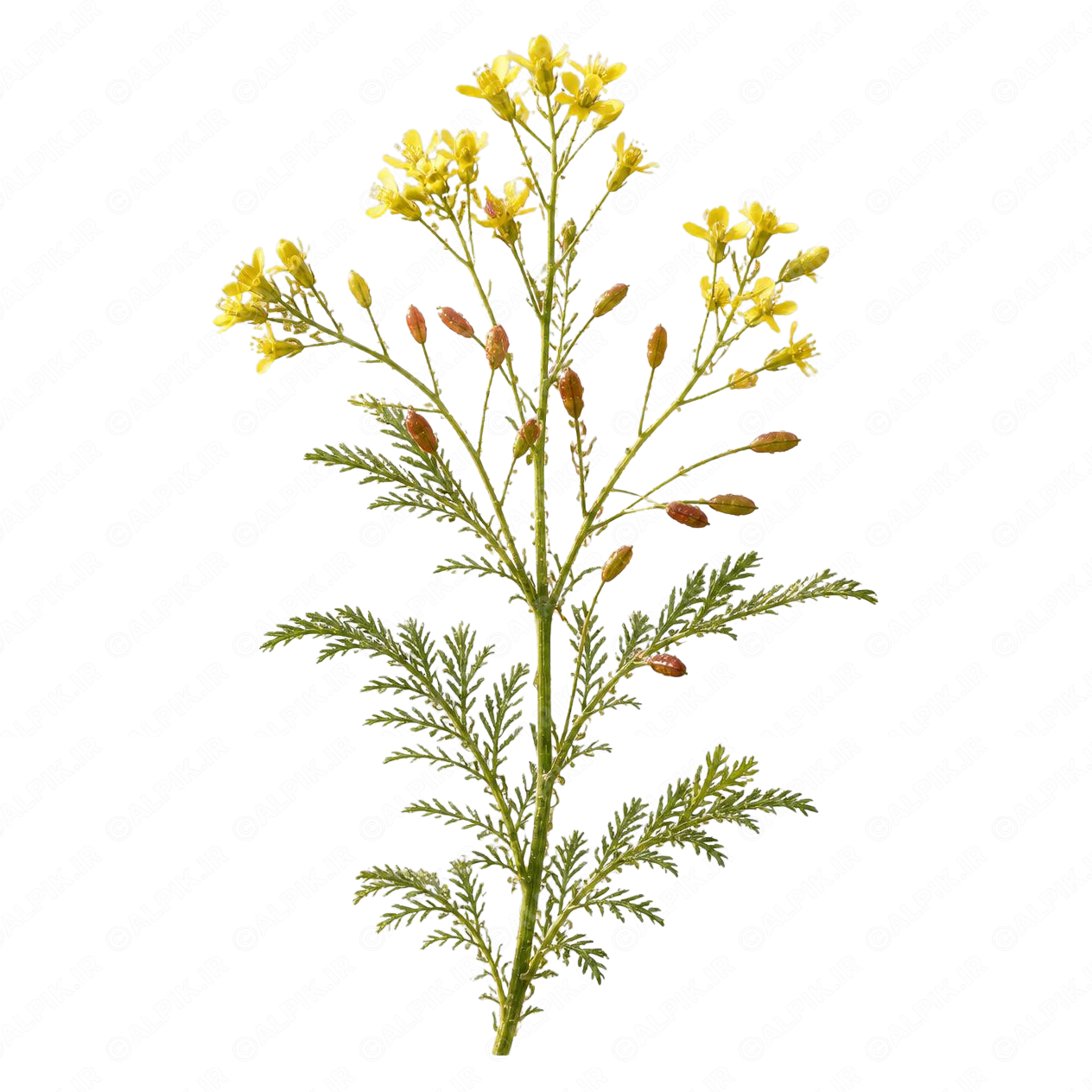 alpik-2942581.png گیاه دارویی خاکشیر - Flixweed