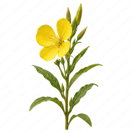 گل مغربی - Evening Primrose