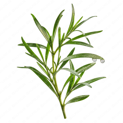 شاخه رزماری تازه - Fresh Rosemary Branch