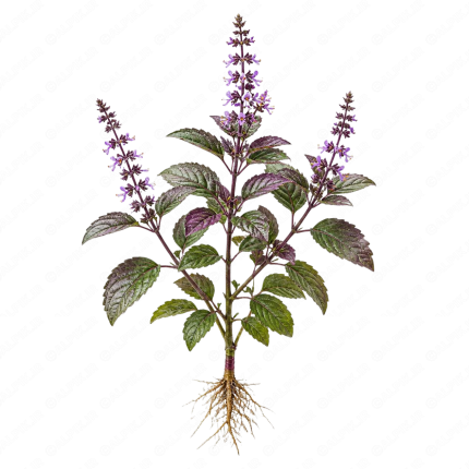 ریحان بنفش - Purple Basil