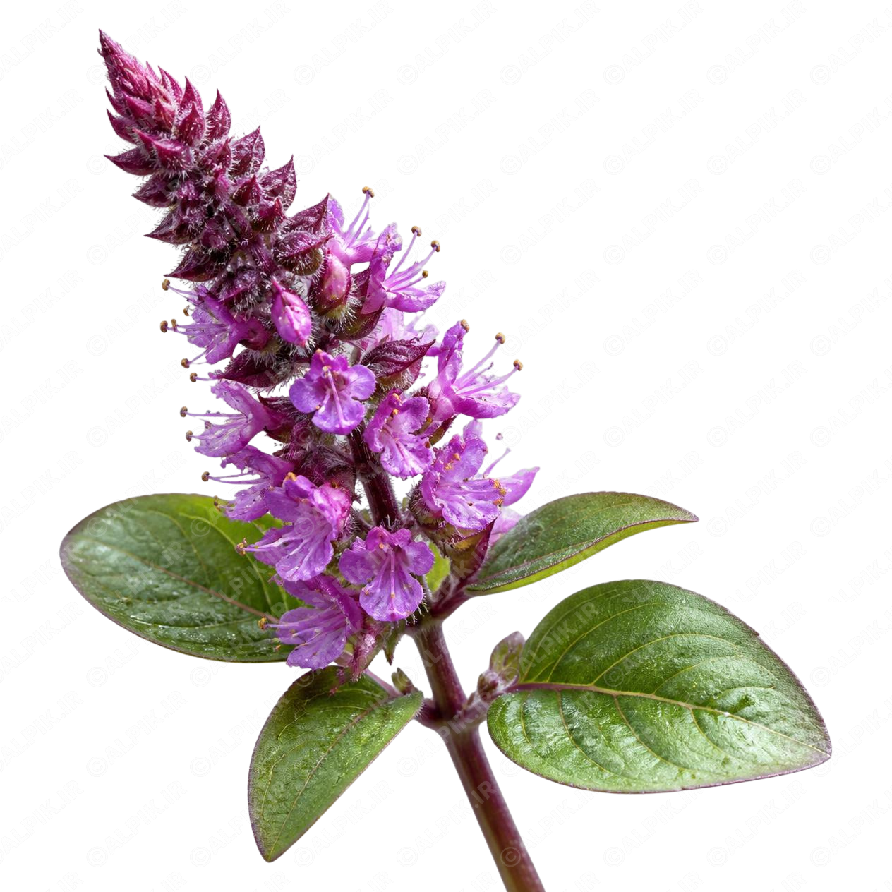 alpik-2944273.png گل ریحان بنفش - Purple Basil Flower
