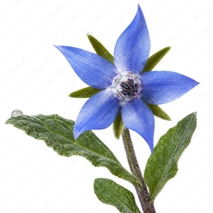گل گاوزبان - Borage