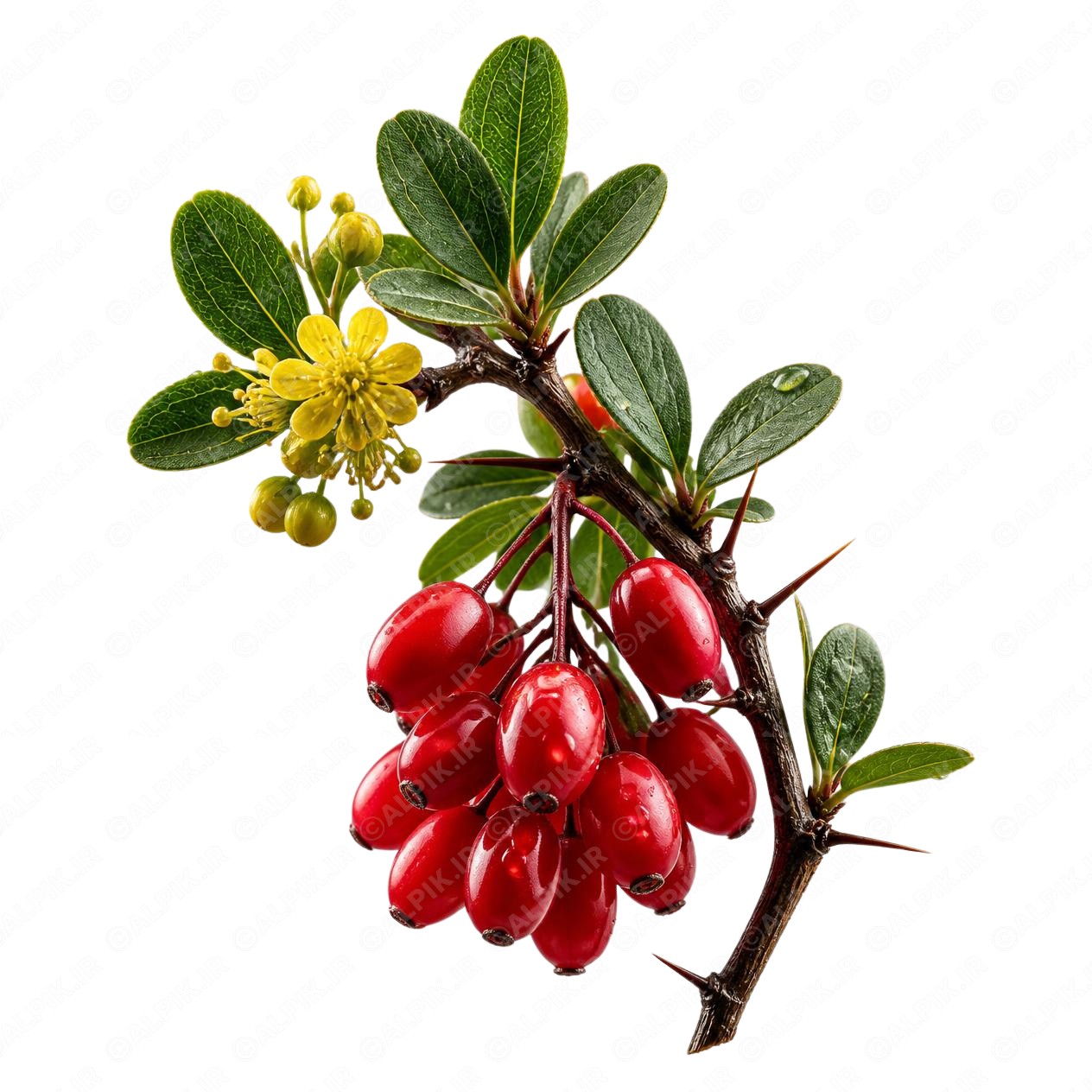 alpik-2947174.png شاخه زرشک - Barberry Branch