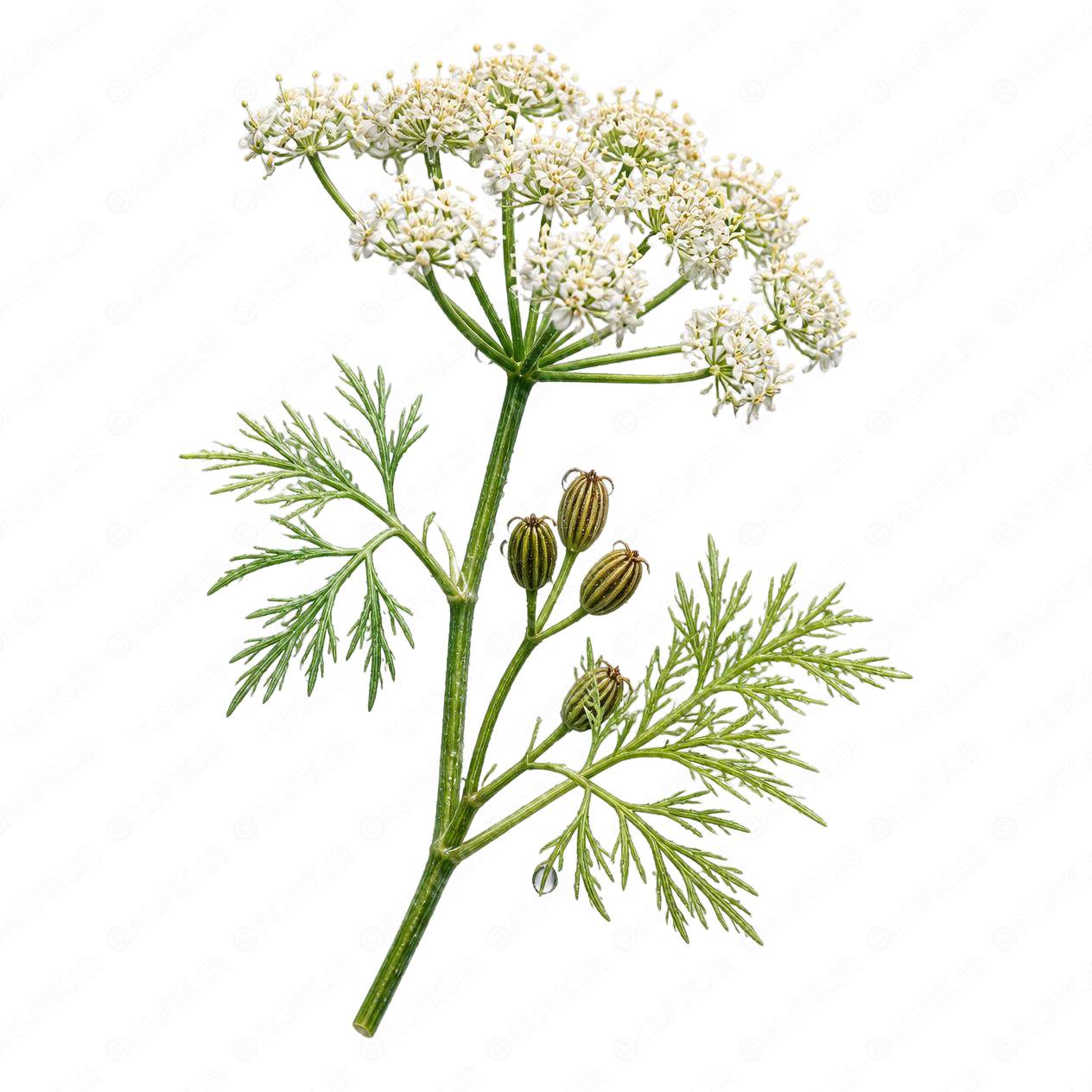 alpik-2947987.png گیاه دارویی زیره سیاه - Caraway
