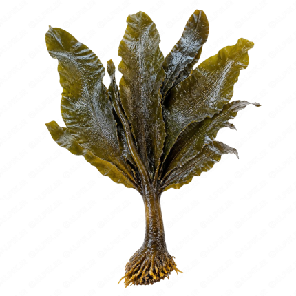 جلبک دریایی کتانجک - Kelp Seaweed