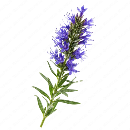 گیاه دارویی زوفا - Hyssop