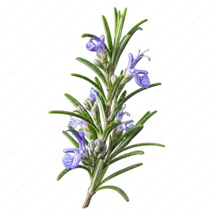 گیاه دارویی رزماری - Rosemary