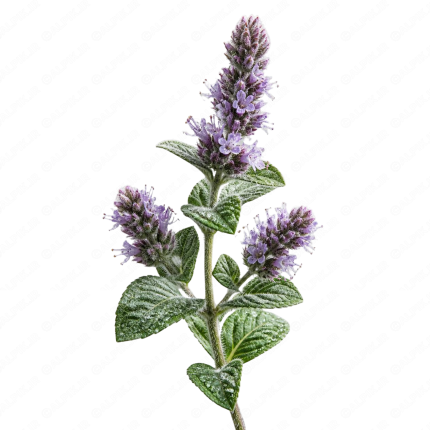 پونه کوهی - Wild Mint