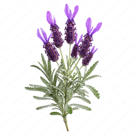 اسطوخودوس فرانسوی - French Lavender