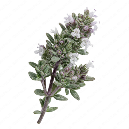آویشن - Thyme