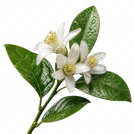 شکوفه بهار نارنج - Orange Blossom