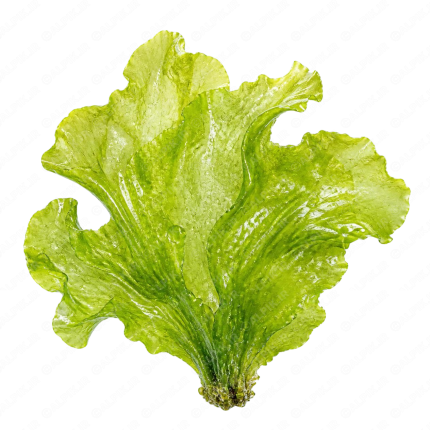کاهو دریایی - Sea Lettuce