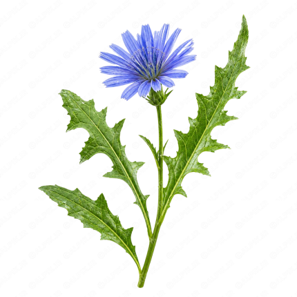 گل کاسنی - Chicory