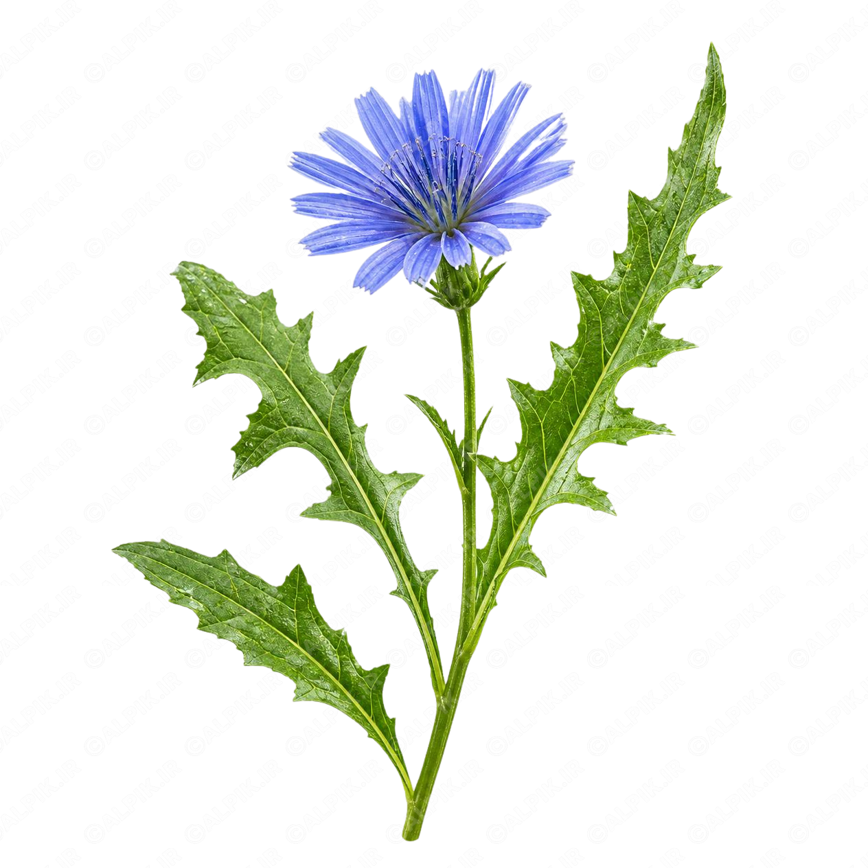 alpik-2962922.png گل کاسنی - Chicory