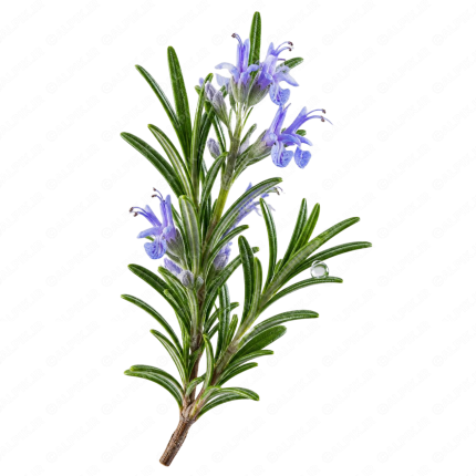 رزماری - Rosemary