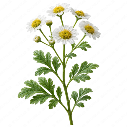 بابونه گاوی - Feverfew