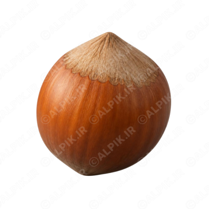 آیکون فندق با پوست بدون پس‌زمینه