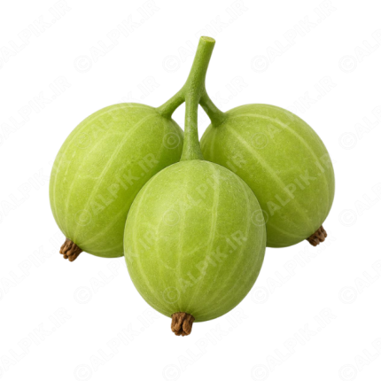 آیکون بدون پس‌زمینه انگور فرنگی سبز