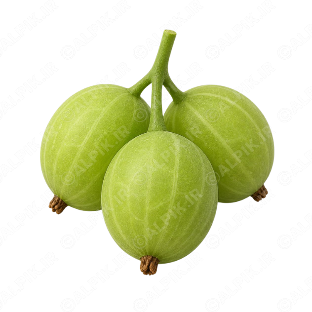 alpik-3191472.png آیکون بدون پسزمینه انگور فرنگی سبز