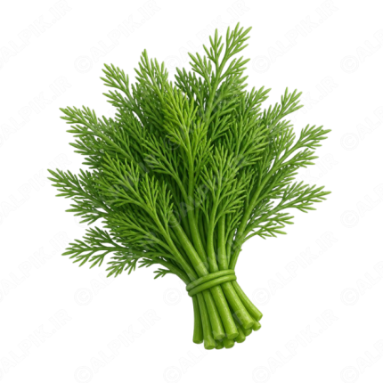دسته سبزی شوید تازه بدون پس‌زمینه