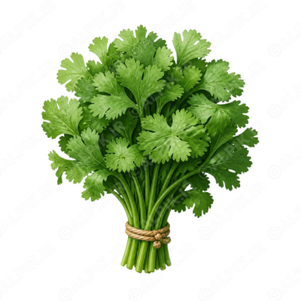 دسته سبزی گشنیز تازه بدون پس‌زمینه
