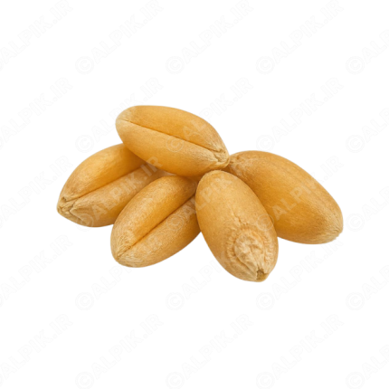 دانه‌های گندم طلایی بدون پس‌زمینه